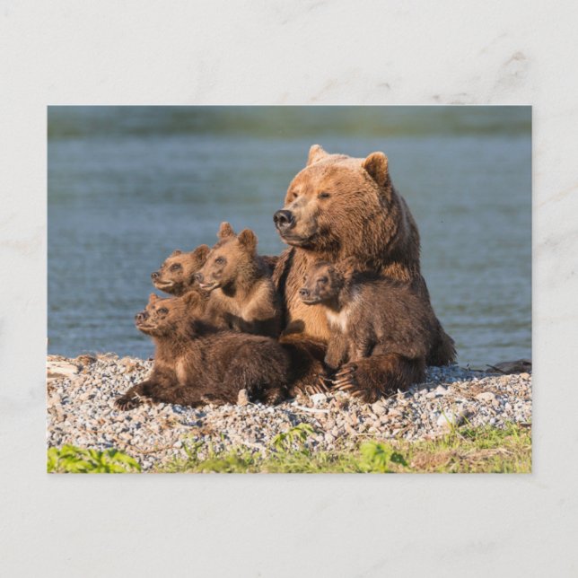 Carte Postale Animaux de bébés cutest | Mère Ours & Cubs (Devant)