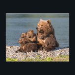 Carte Postale Animaux de bébés cutest | Mère Ours & Cubs<br><div class="desc">Cette jolie photo de Getty Images présente un ours brun maternel et ses quatre petits se reposant au soleil de l'après-midi sur les rives du lac Kuril,  Kamchatka Russie.</div>