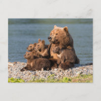 Animaux de bébés cutest | Mère Ours & Cubs
