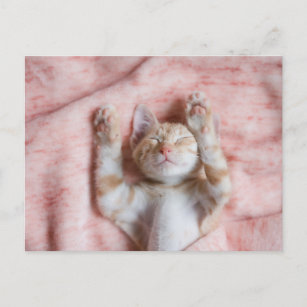 Carte Postale Animaux de bébés cutest   Minuscule chaton rayé or