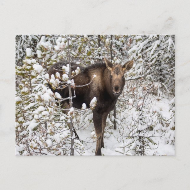 Carte Postale Animaux de bébés cutest | Moose Calf (Devant)