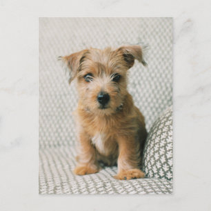 Carte Postale Animaux de bébés cutest   Norfolk Terrier Puppy