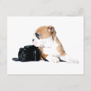 Carte Postale Animaux de bébés cutest   Old Tyme British Bulldog