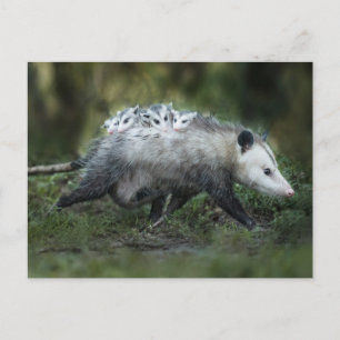 Carte Postale Animaux de bébés cutest   Opossum Maman & Kids