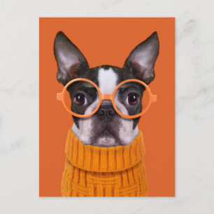 Carte Postale Animaux de bébés cutest Orange Boston Terrier