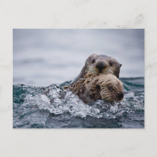 Carte Postale Animaux de bébés cutest   Otter Baby & Mère