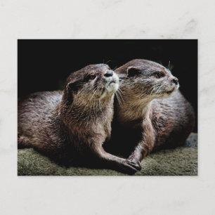 Carte Postale Animaux de bébés cutest   Otters tenant les mains