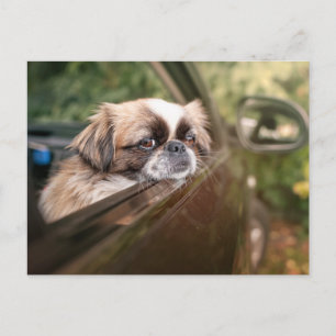 Carte Postale Animaux de bébés cutest   Pekingese Chiot en voitu