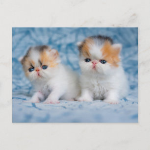 Carte Postale Animaux de bébés cutest   Persian Calico Kitten