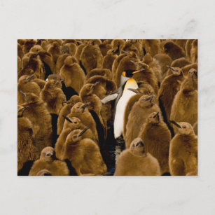Carte Postale Animaux de bébés cutest   Pingouin parmi les jeune