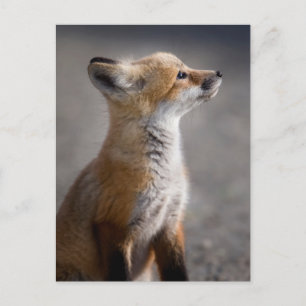 Carte Postale Animaux de bébés cutest   Portrait Baby Fox
