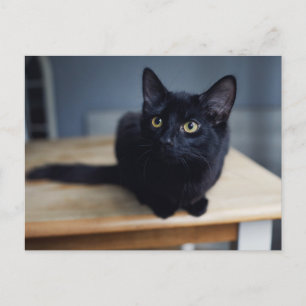 Carte Postale Animaux de bébés cutest   Portrait d'un chat noir