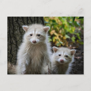 Carte Postale Animaux de bébés cutest   Raccoons jeunes blonds