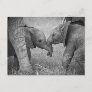 Carte Postale Animaux de bébés cutest   Salutation des éléphants