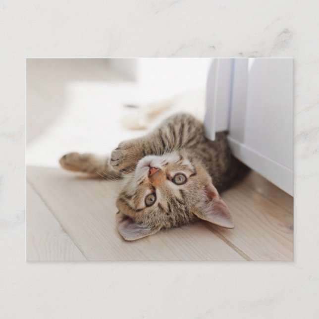Carte Postale Animaux de bébés cutest | Shorthair Tabby Kitten (Devant)
