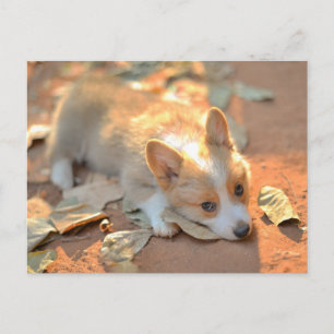 Carte Postale Animaux de bébés cutest Shy Corgi