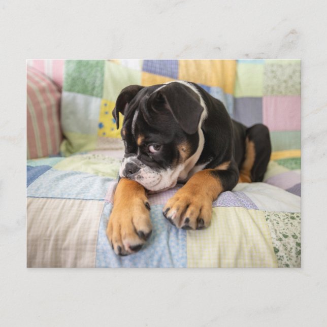 Carte Postale Animaux de bébés cutest | Shy Old English Bulldog (Devant)