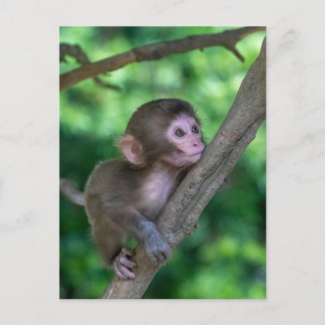 Carte Postale Animaux de bébés cutest | Singe bébé (Devant)