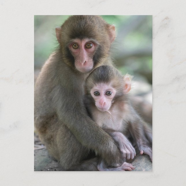 Carte Postale Animaux de bébés cutest | Singes japonais (Devant)