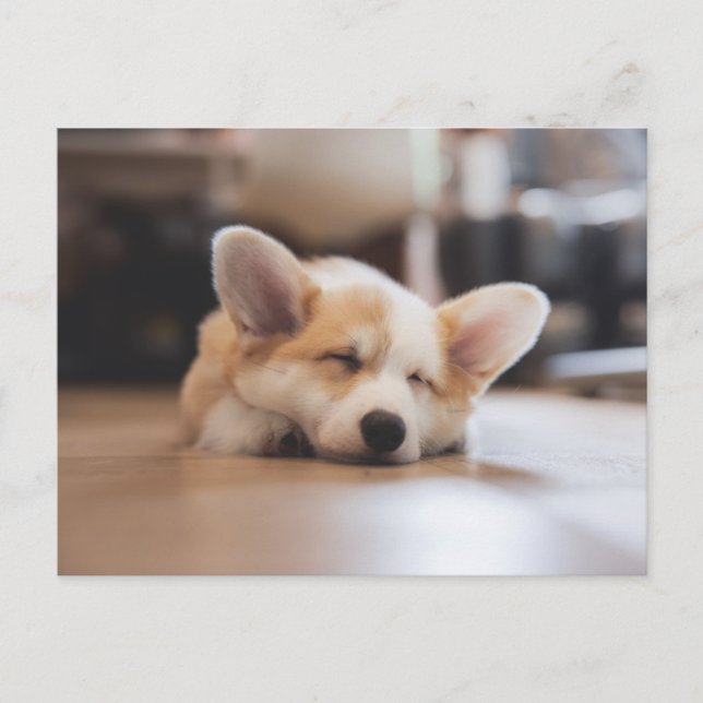 Carte Postale Animaux de bébés cutest | Sleepy Corgi (Devant)