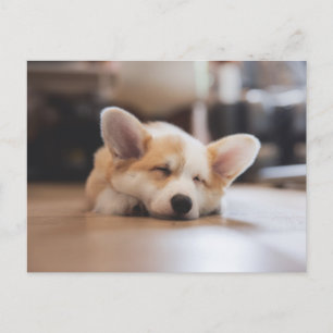 Carte Postale Animaux de bébés cutest   Sleepy Corgi