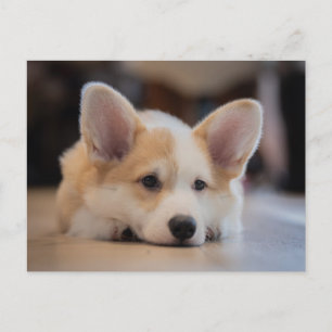 Carte Postale Animaux de bébés cutest   Sleepy Corgi Puppy