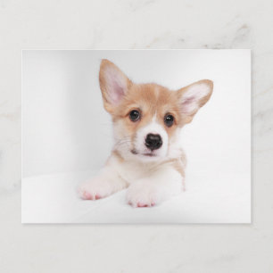Carte Postale Animaux de bébés cutest   Sweet Baby Corgi