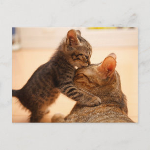 Carte Postale Animaux de bébés cutest   Tabby Kitten Kiss