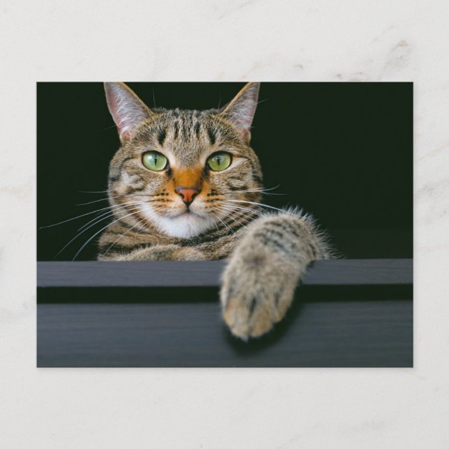 Carte Postale Animaux de bébés cutest | Tête de chat gris Tabby (Devant)