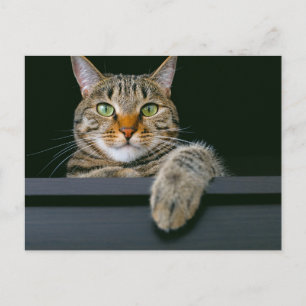 Carte Postale Animaux de bébés cutest   Tête de chat gris Tabby