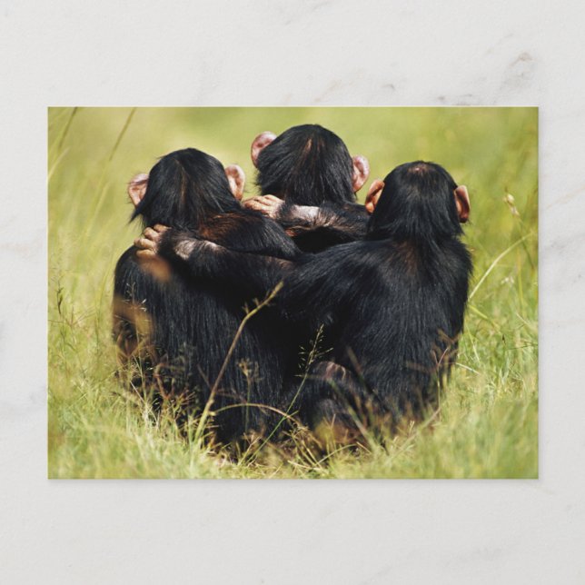 Carte Postale Animaux de bébés cutest | Trois chimpanzés en trai (Devant)