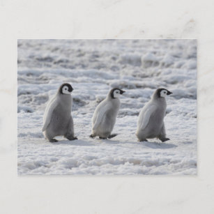 Carte Postale Animaux de bébés cutest   Trois Épouses Penguin Em