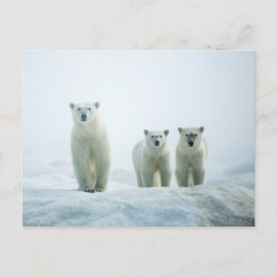 Carte Postale Animaux de bébés cutest   Trois jeunes ours polair