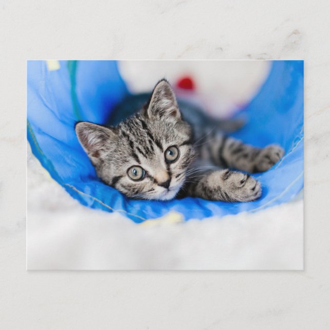 Carte Postale Animaux de bébés cutest | Tunnel Tabby Kitten en J (Devant)