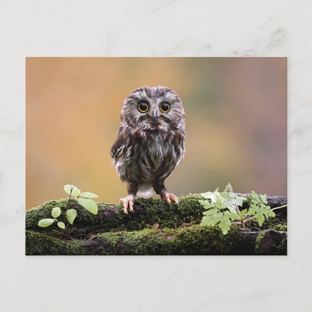 Carte Postale Animaux de bébés cutest | Un hibou-bébé (Devant)