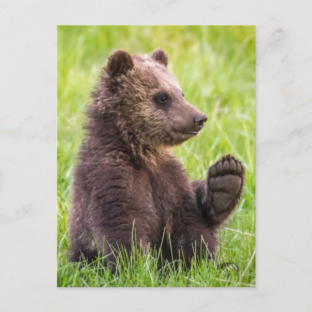 Carte Postale Animaux de bébés cutest | Vague d'ours Brown (Devant)