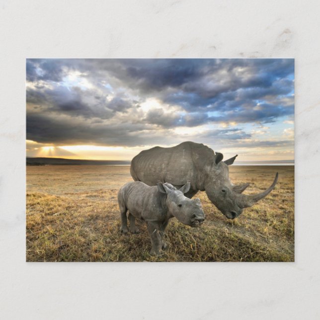 Carte Postale Animaux de bébés cutest | White Rhino & Calf (Devant)