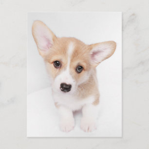 Carte Postale Animaux de bébés cutest   Young Corgi Puppy