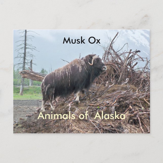 Carte Postale Animaux de boeuf musqué d'Alaska (Devant)