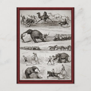 Carte Postale Animaux de cirque vintages et farits à cent