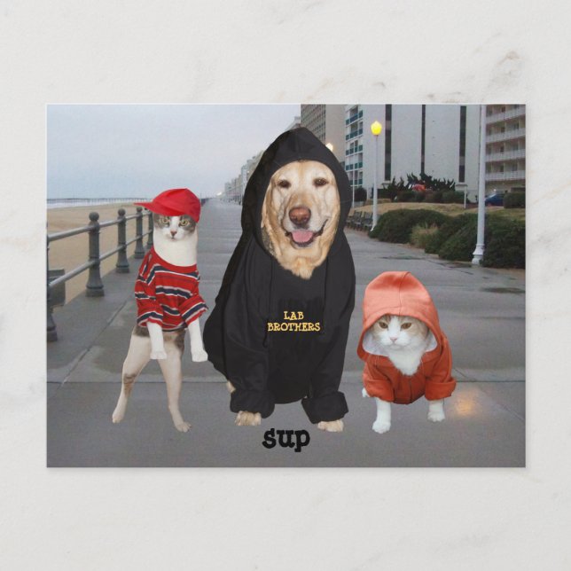 Carte Postale Animaux de compagnie/Lab & Chats/Sup/Whazup (Devant)