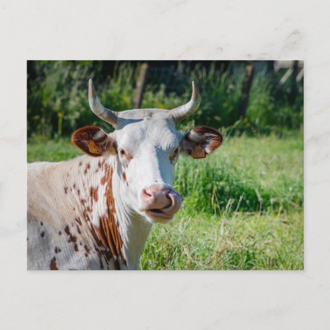 Carte Postale Animaux de ferme amusants - Humour de vache - Lang (Devant)