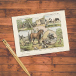 Carte Postale Animaux de ferme Vintage néerlandais<br><div class="desc">Animaux domestiques : âne,  cochons,  vache,  chèvres qui entourent un cadre de cheval et un autre de chats. Ce sont des oeuvres vintages d'un artiste néerlandais,  placées dans une collection encadrée.</div>