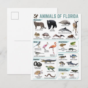 Carte Postale Animaux de Floride, faune sauvage de Floride, État