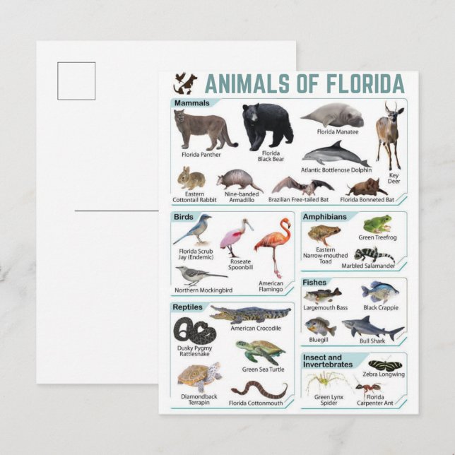 Carte Postale Animaux de Floride, faune sauvage de Floride, État (Devant / Derrière)