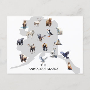 Carte Postale Animaux de l'Alaska Amérique du Nord
