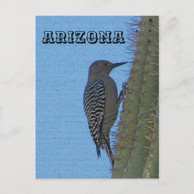 Carte Postale Animaux de l'Arizona Gila Pic sur Tall Cactus (Devant)