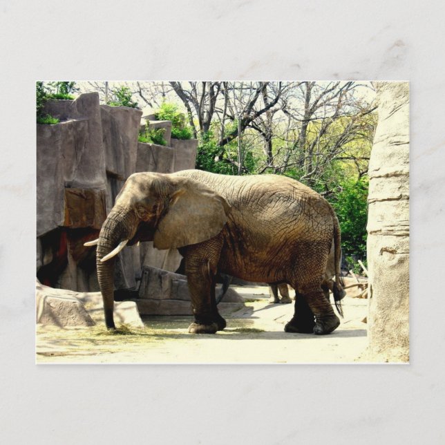Carte Postale Animaux de zoo (Devant)