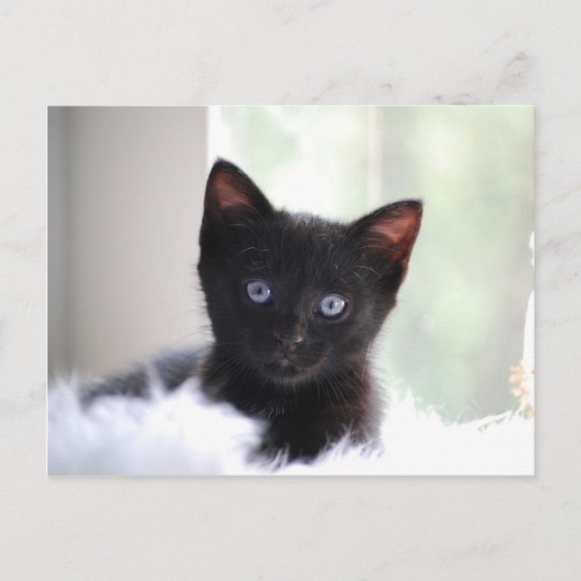 Carte Postale Animaux domestiques 17 (Devant)