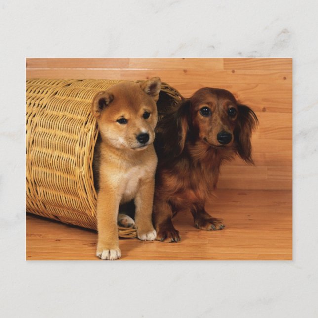 Carte Postale Animaux, Marionnettes mignonnes (Devant)